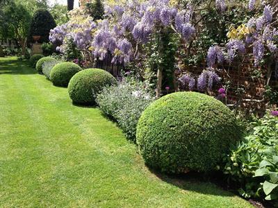 Buxus sempervirens